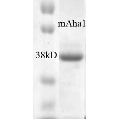 SDS-PAGE: Recombinant Mouse AHSA1 His Protein [NBP3-18324]